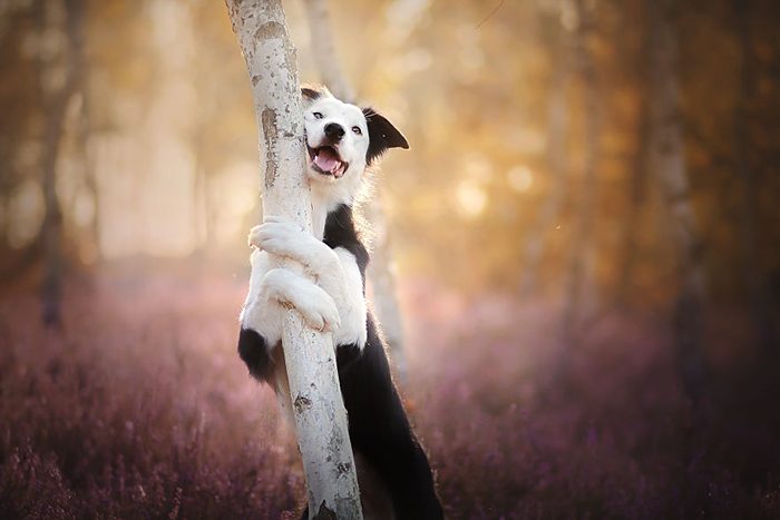 Самые счастливые собаки в мире