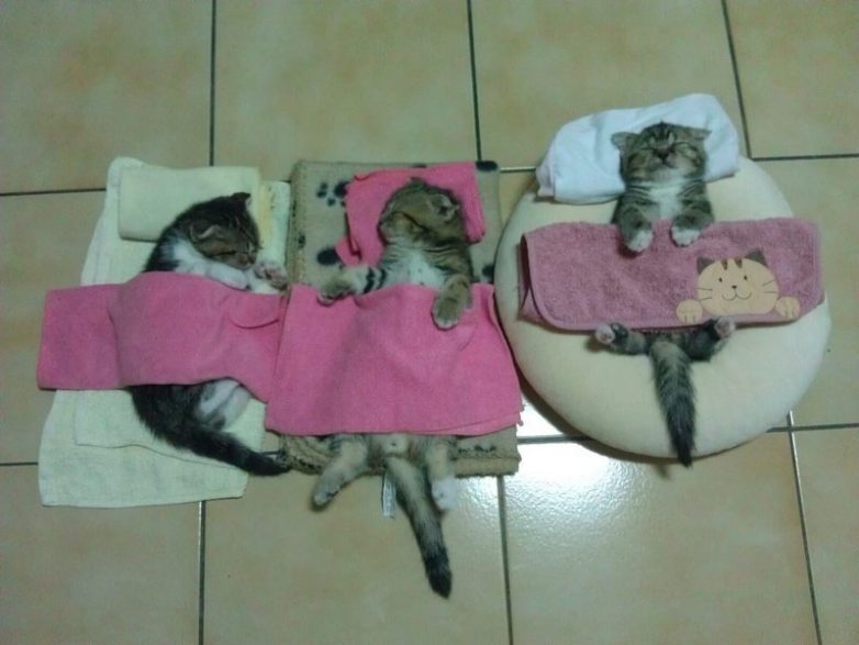 Коты, которые познали науку сна