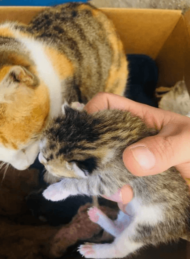 Питбуль привёл домой беременную кошку и помог ей родить