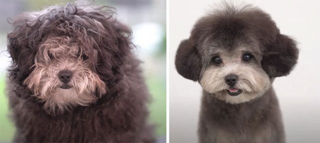 Собаки &quot;до и после&quot; посещения грумера