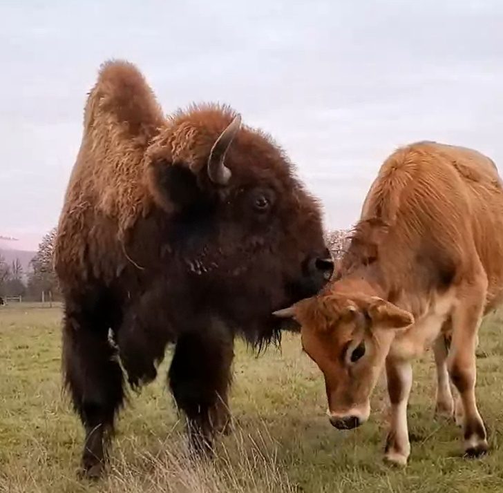 Трогательное проявление материнской любви среди животных