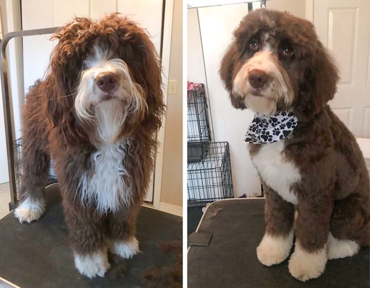 Собаки до и после посещения грумера