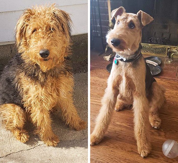 Собаки до и после посещения грумера