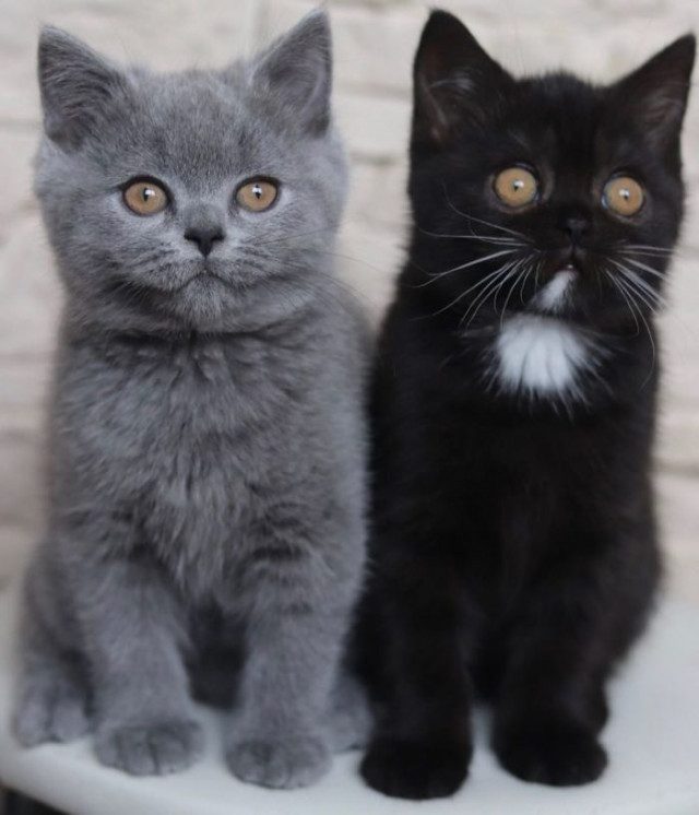 Кот с двухцветной мордашкой стал отцом двух котят