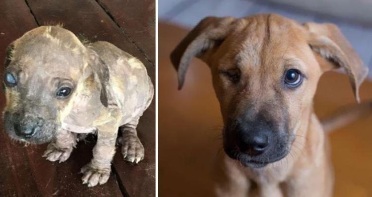 Фото собак до и после приюта