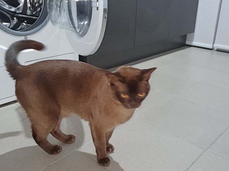 Женщина запустила стиральную машину, не проверив, есть ли в ней кот