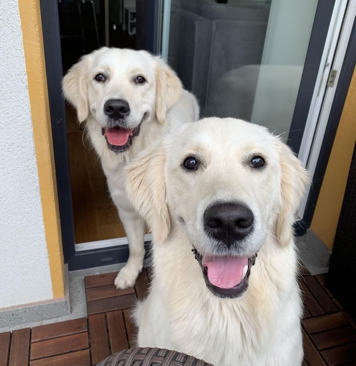 Улыбающиеся собаки, глядя на которых хочется самому расплыться в улыбке