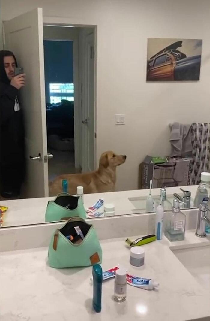 Собака, которая пытается понять, как работают зеркала, чтобы найти хозяина