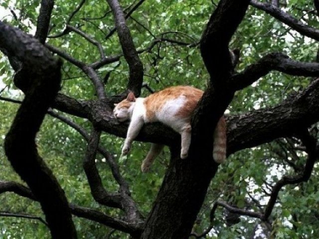 Кошки, в совершенстве овладевшие искусством спать на деревьях