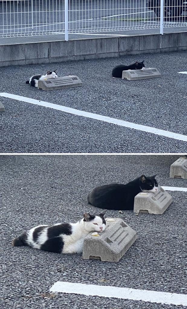 Кошки и парковочные бамперы