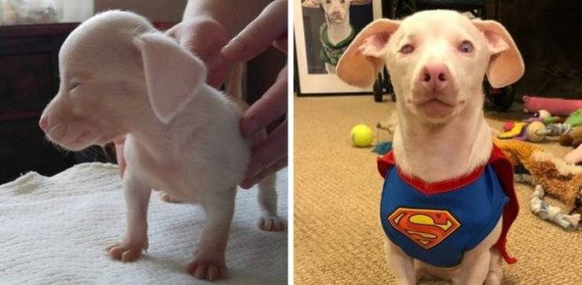 Животные до и после того, как их спасли от бездомной жизни