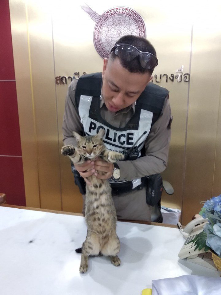 В Тайланде в полицейском участке служит кот