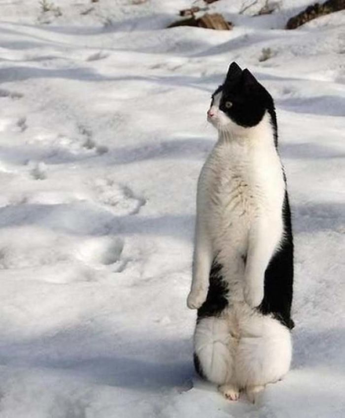 Доказательства того, что коты — это мохнатые пингвины