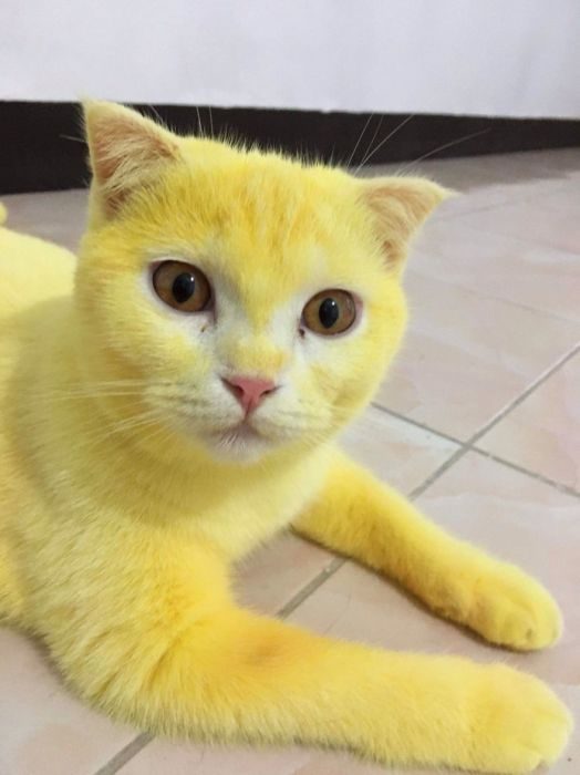 Как обычный кот стал жёлтым