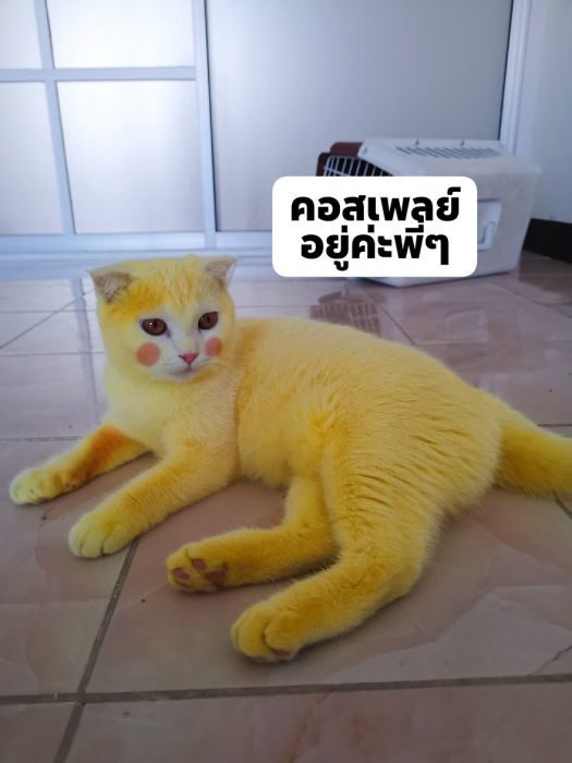 Как обычный кот стал жёлтым