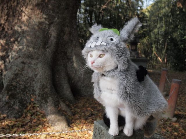 Эпичные аниме-костюмы для кошек