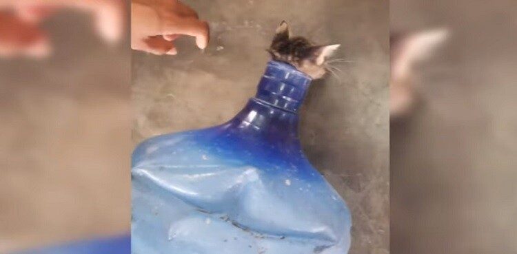 Спасение котёнка, застрявшего в пластиковой бутылке