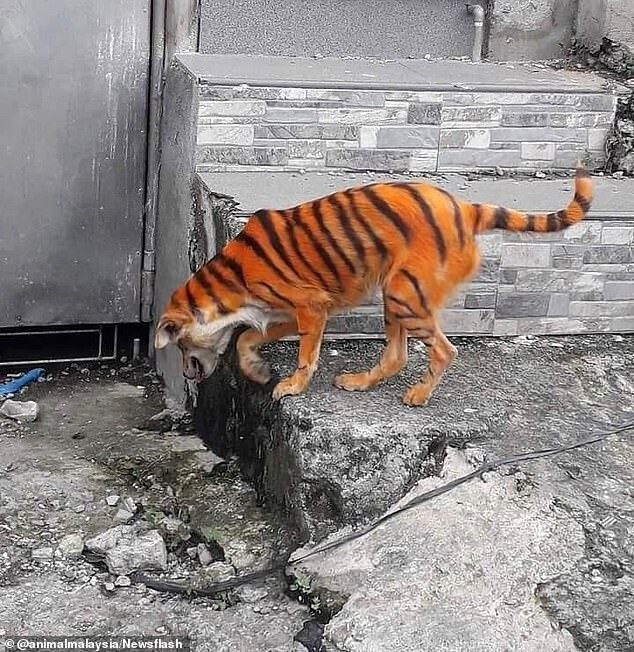 Кто-то раскрасил бездомного пса под тигра