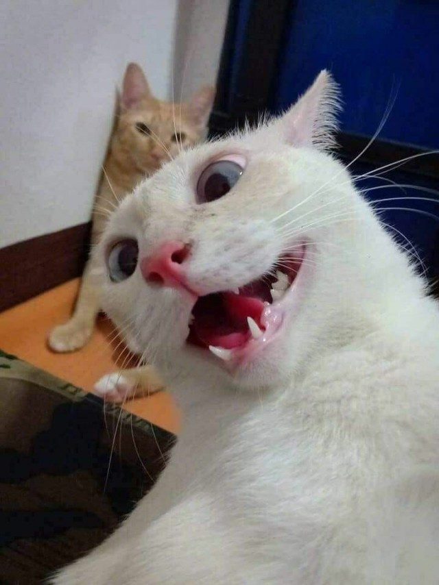 Неудачные фотографии кошек