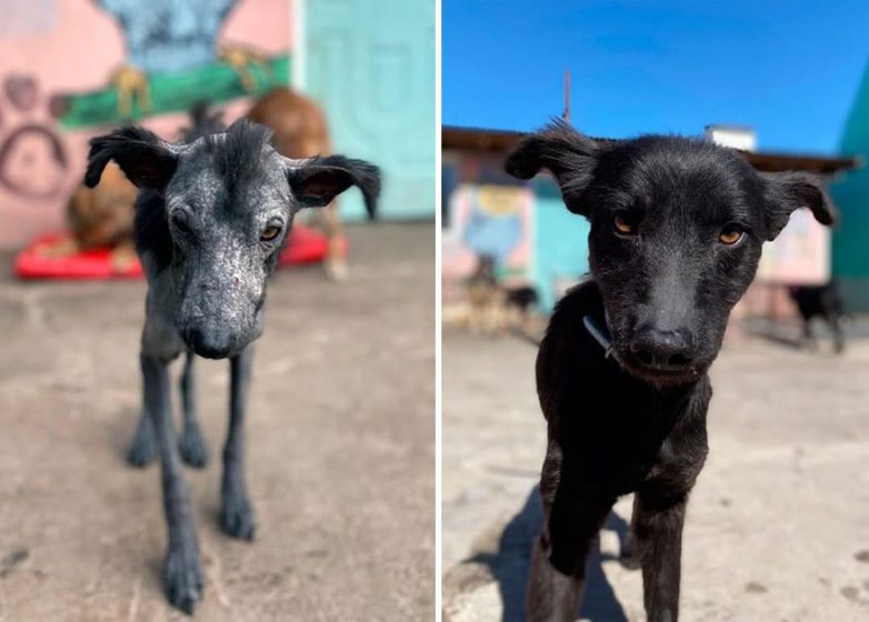 Собаки до и после того, как их спасли с улиц Аргентины