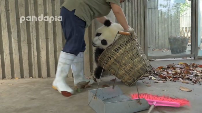 Милые панды устроили хаос, пока смотритель зоопарка отчаянно пытался сгребать листья