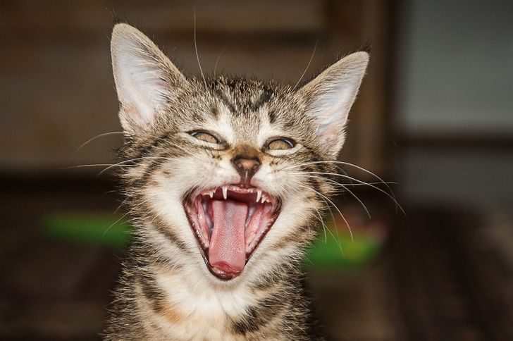 15 фактов о кошках