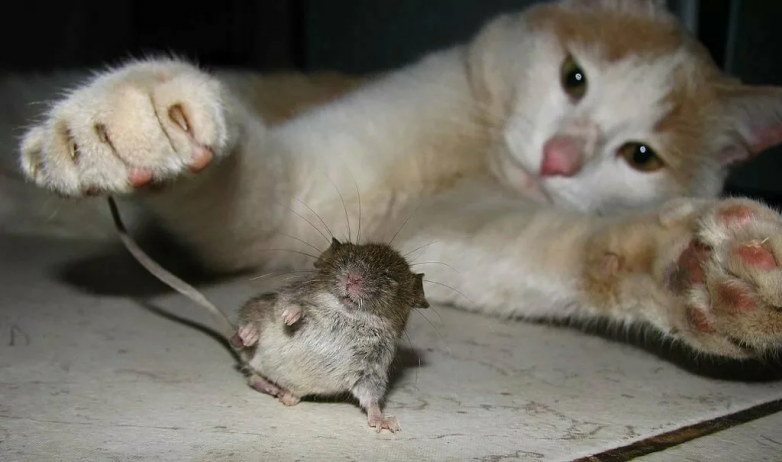 Почему кошка играет с пойманной мышкой