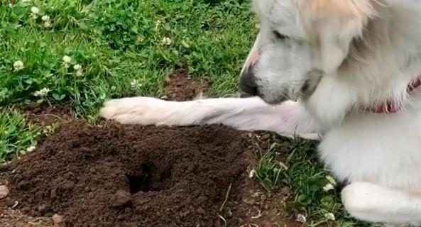 Кого собака ждёт у ямы