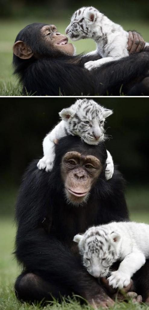 Примеры бескорыстной и крепкой дружбы между разными животными
