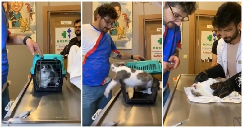 Кот, который не любит ветеринарные клиники