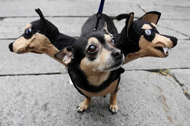 Костюмы на Хэллоуин для собак