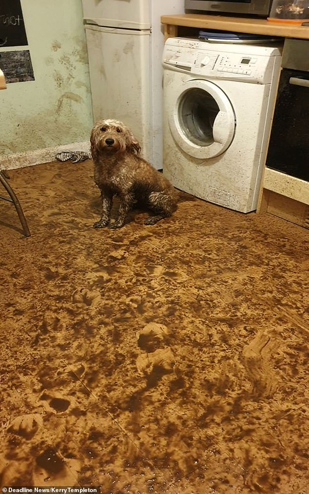 Собачка, которая испачкала в грязи всю кухню, но избежала наказания