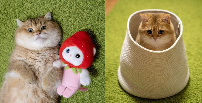Самые популярные кошачьи аккаунты в Instagram