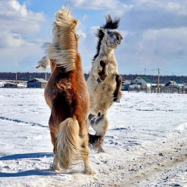 Уникальные якутские лошади, которые выдерживают температуру до 70 градусов мороза