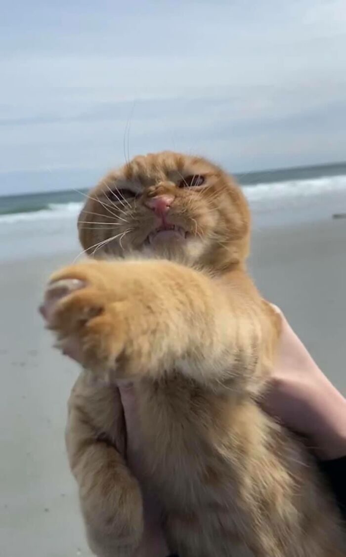 Кот впервые попал на пляж и ему настолько не понравилось, что он достоен Оскара