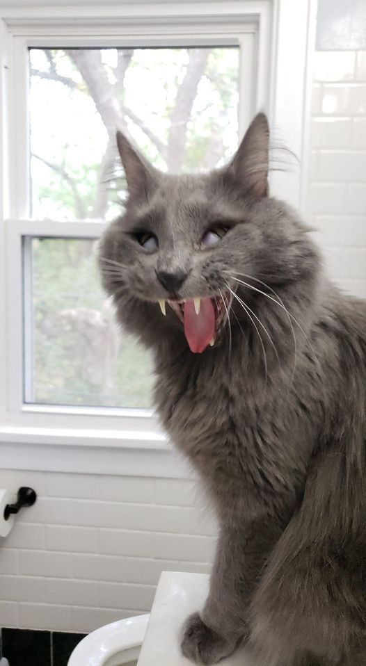 16 невероятно смешных котиков, которые вообще не умеют позировать