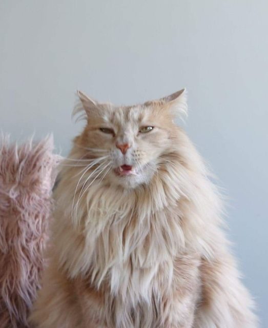 16 невероятно смешных котиков, которые вообще не умеют позировать