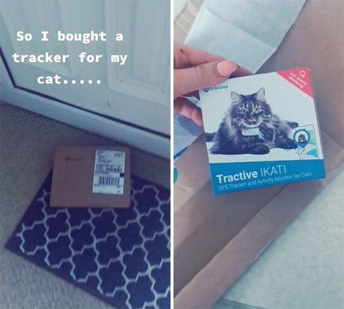 Девушка купила ошейник с трекером для своей кошки и узнала, что та от неё скрывает