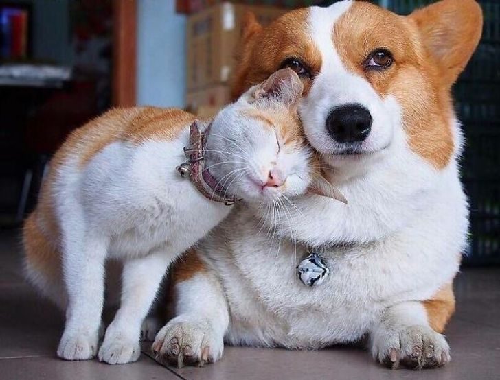 20 душевных снимков истинной дружбы между животными