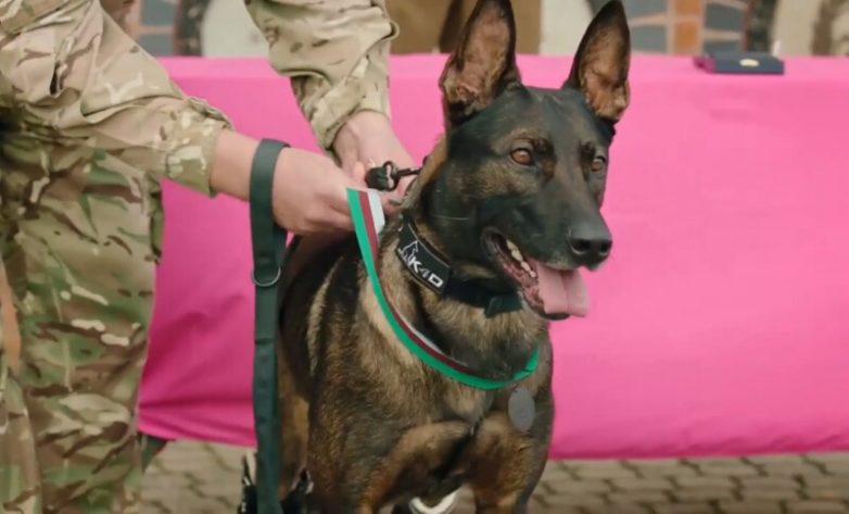 Служебный пес, который потерял задние лапы, спасая солдат в Афганистане