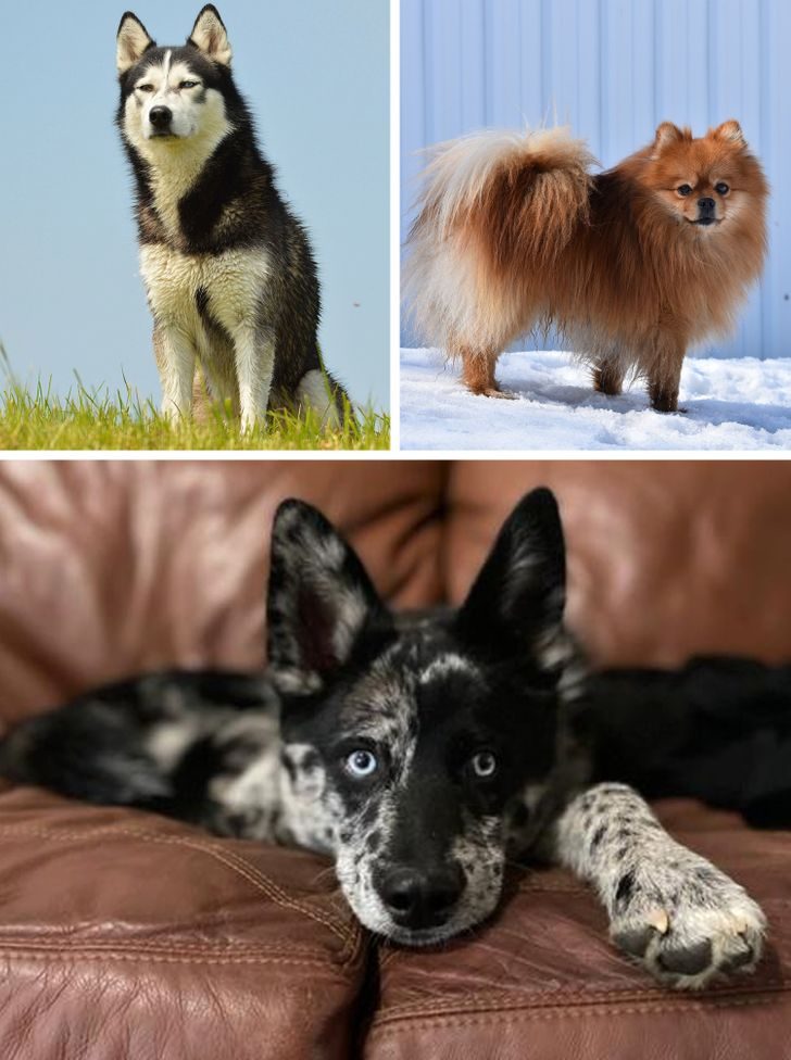 Собаки-метисы, которые взяли лучшее от своих породистых мам и пап