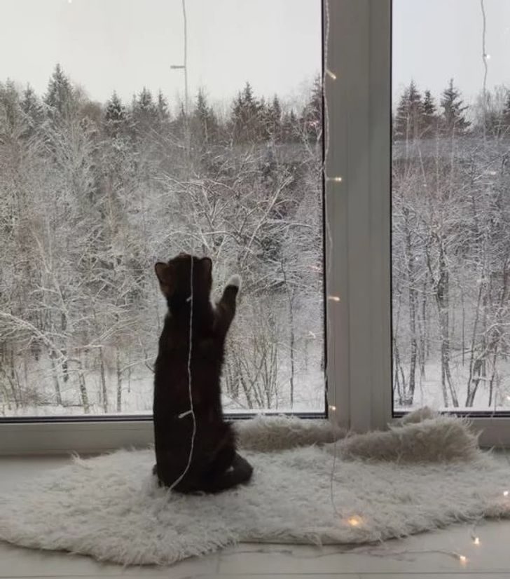 20 домашних зверушек, которые рады снегу как никто на свете