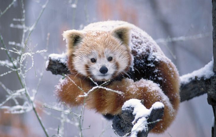 Теплые фото животных, доказывающие, что зима — это отличное время года