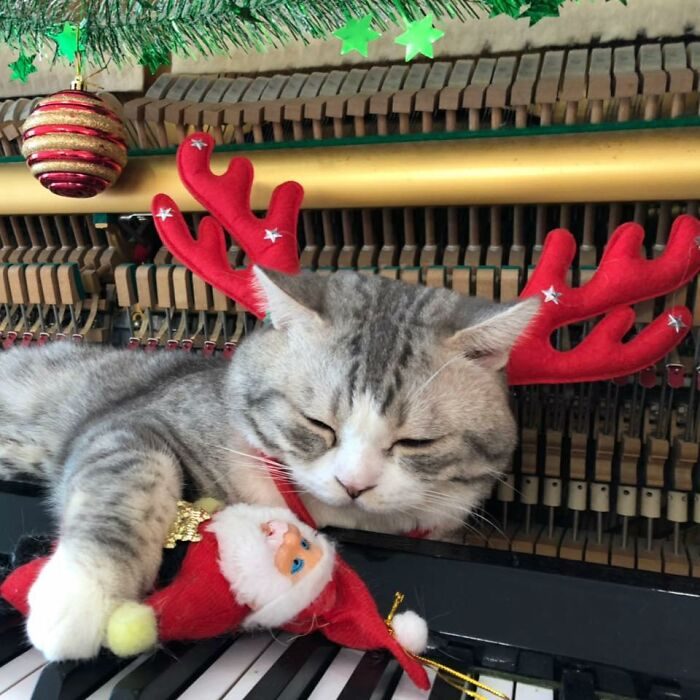 Хозяин играл рождественские песни, кот получал массаж молоточками пианино