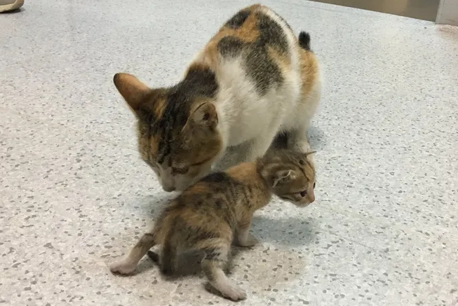 В Турции кошка принесла на осмотр котенка в отделение скорой помощи