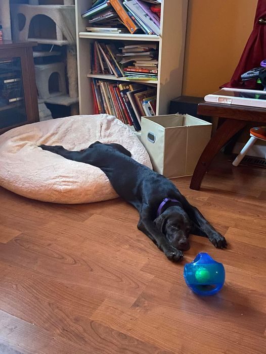 Новый челлендж на самую смешную спящую собаку