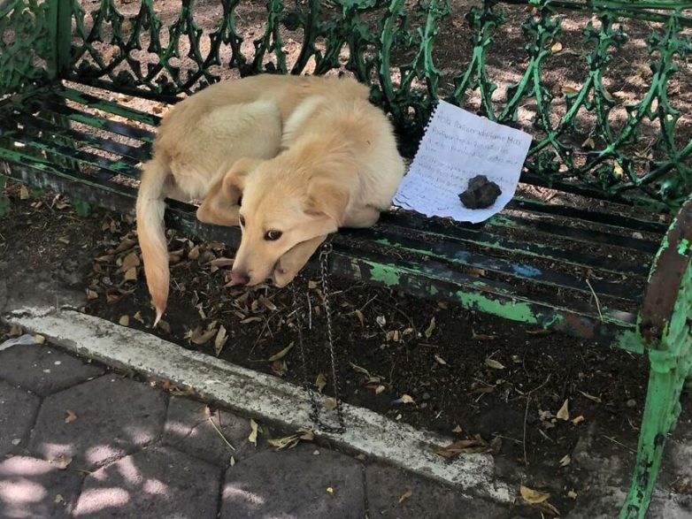 Ребёнок оставил свою собаку в парке с трогательной запиской