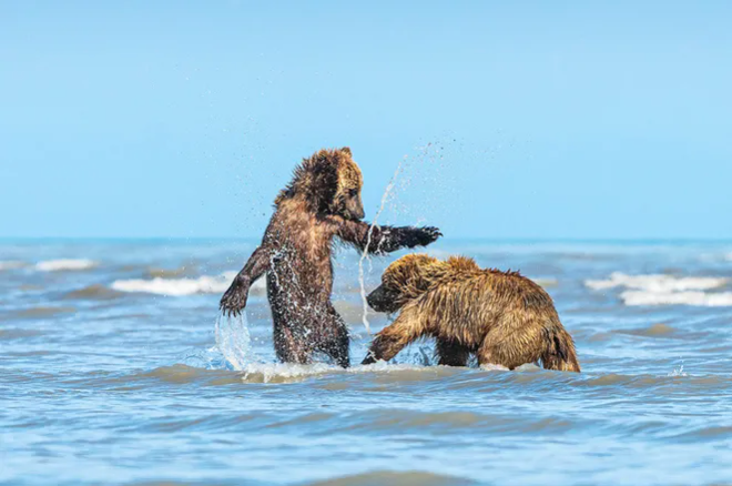 Мама-медведица привела медвежат на пляж