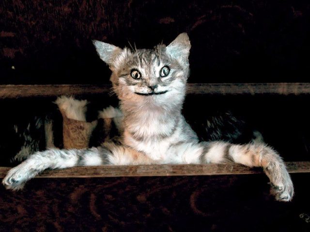 23 фотографии кошек, которые попали в руки упоротых таксидермистов