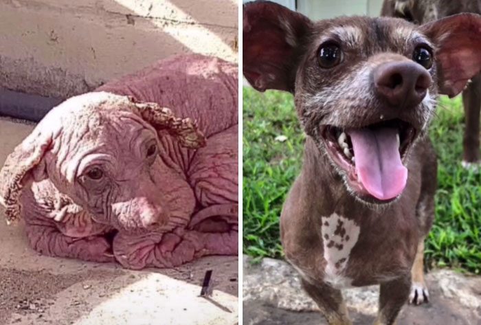 Собаки до и после спасения, и такие преображения вселяют веру в человечество